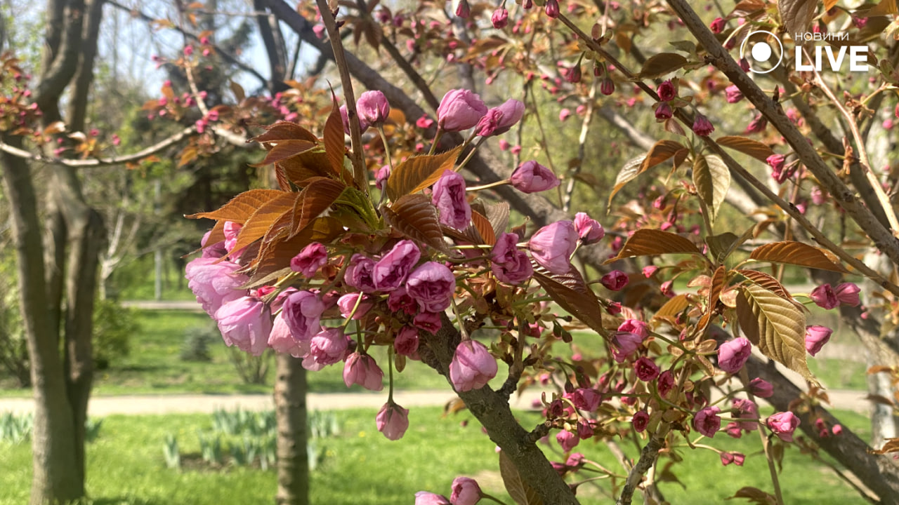 Чаруючі сакури в одеському парку Перемоги очима Новини.LIVE — фоторепортаж - фото 4