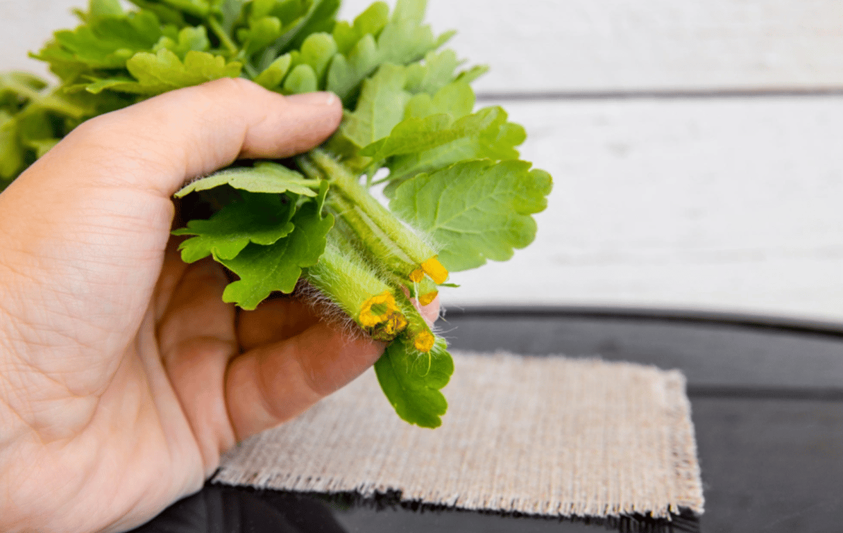 Человек, держащий чистотел в руке