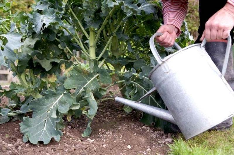 Полив брокколи