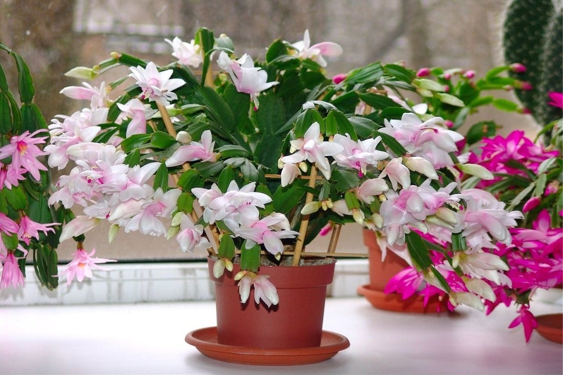 Різдвяник із біло-рожевими квітами у горщику на підвіконні.