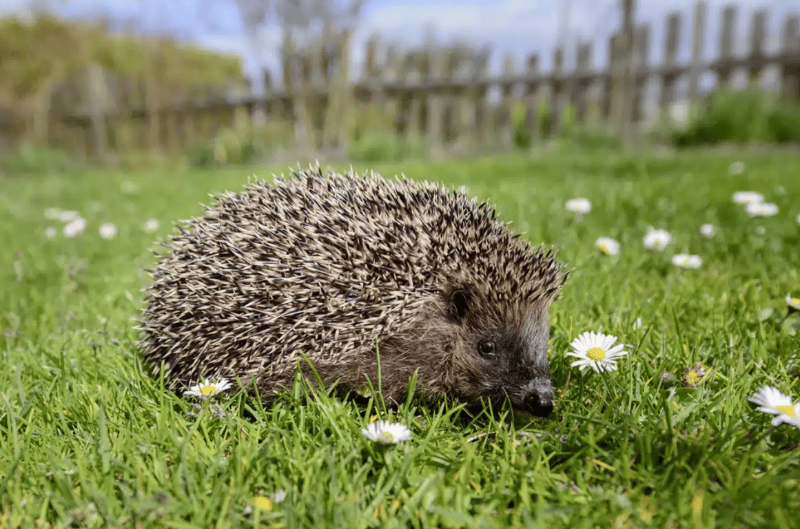Еж в саду
