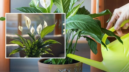 Чем подкормить спатифиллум для пышного цветения: секрет из кухни - 285x160