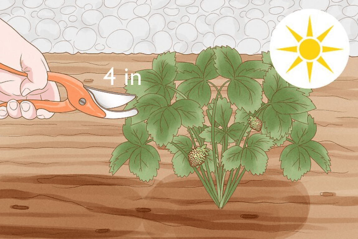 Обрезка кустов клубники садовым инструментом