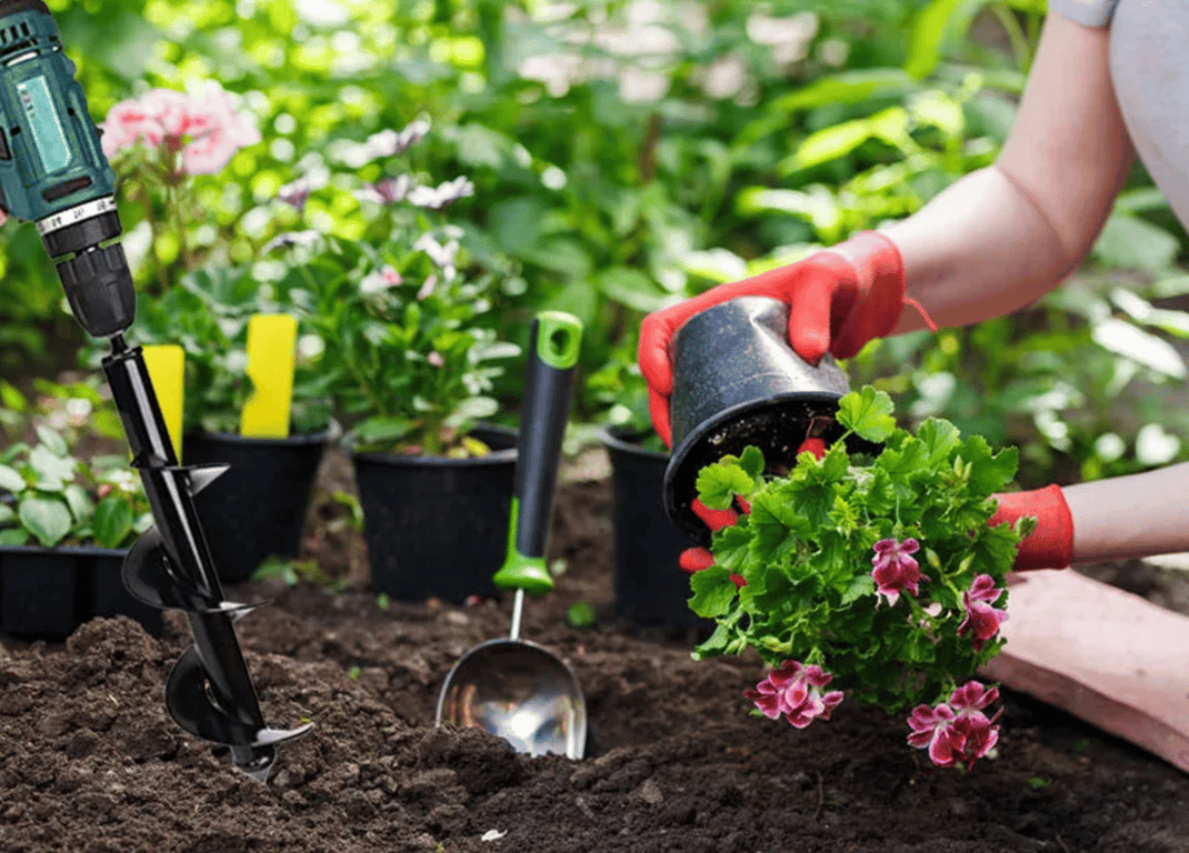 Пересадка цветка из горшка в открытый грунт