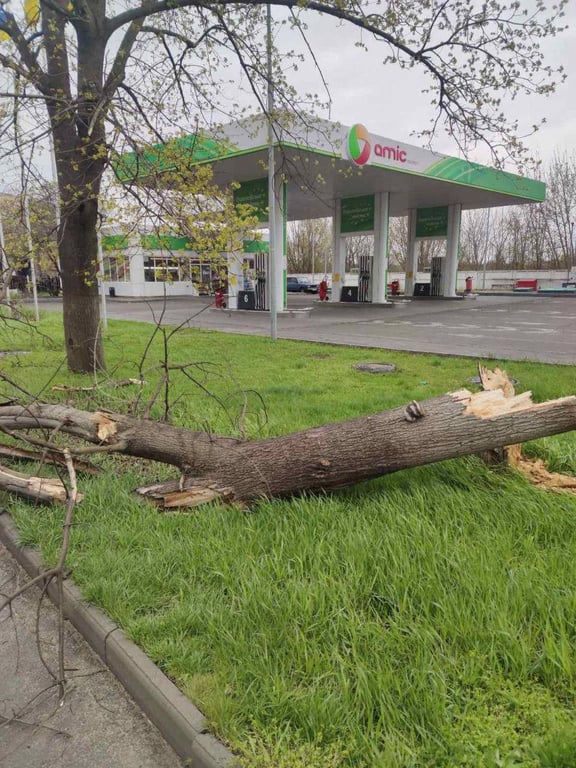 Повалені дерева та обірвані мережі — шторм наробив біди в Одесі - фото 3