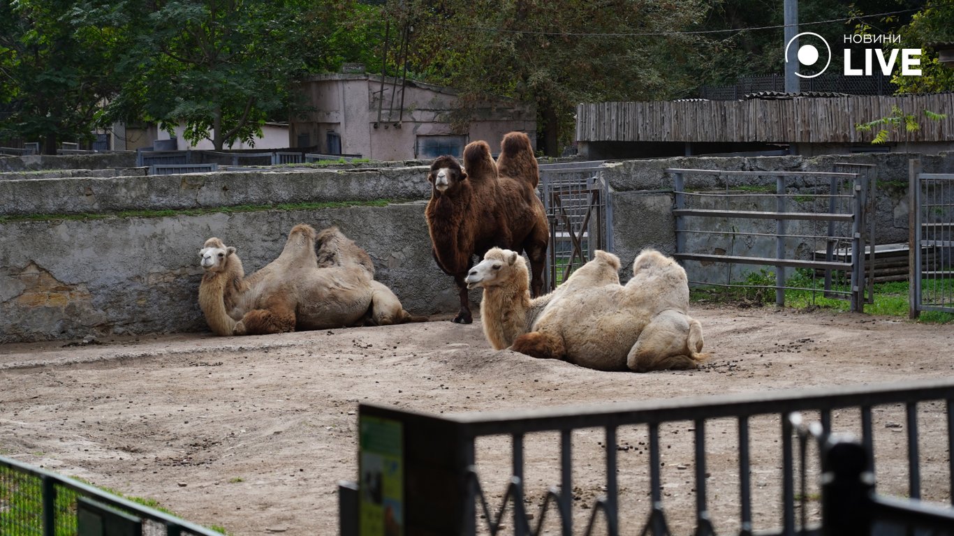 Верблюди в одеському зоопарку.