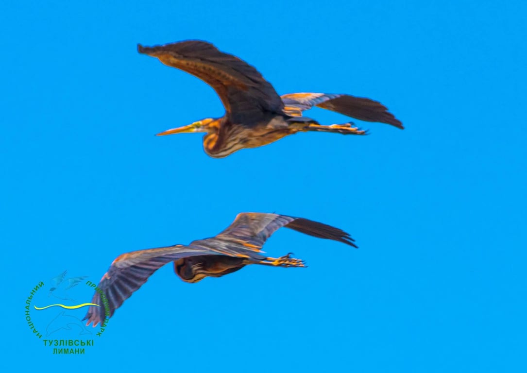 Чаплі-примари в небі над Одещиною