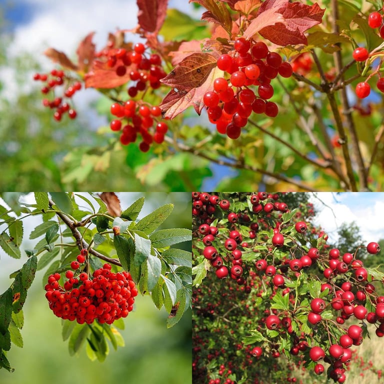 Калина, рябина, боярышник