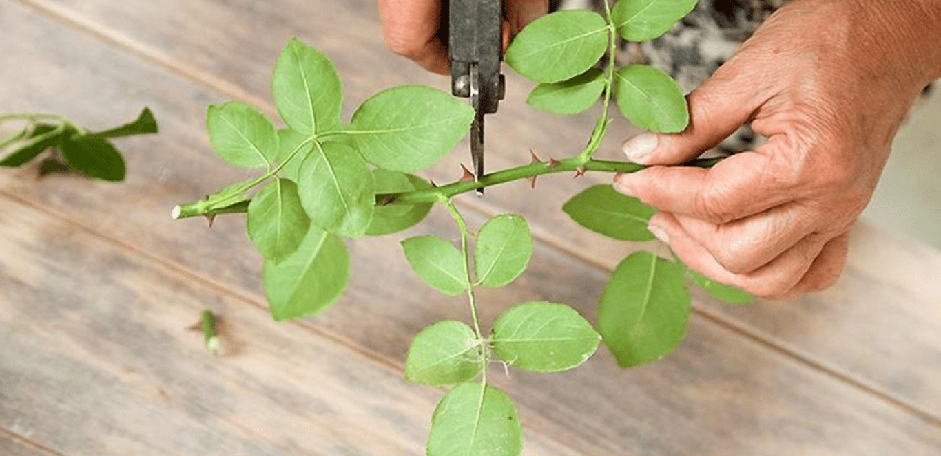 Обрезка роз