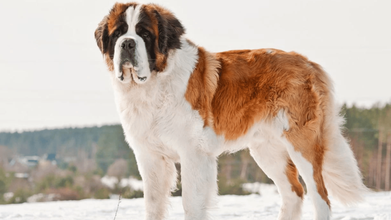 Сенбернар — характер, здоров'я і догляд за шерстю собаки з Бетховена