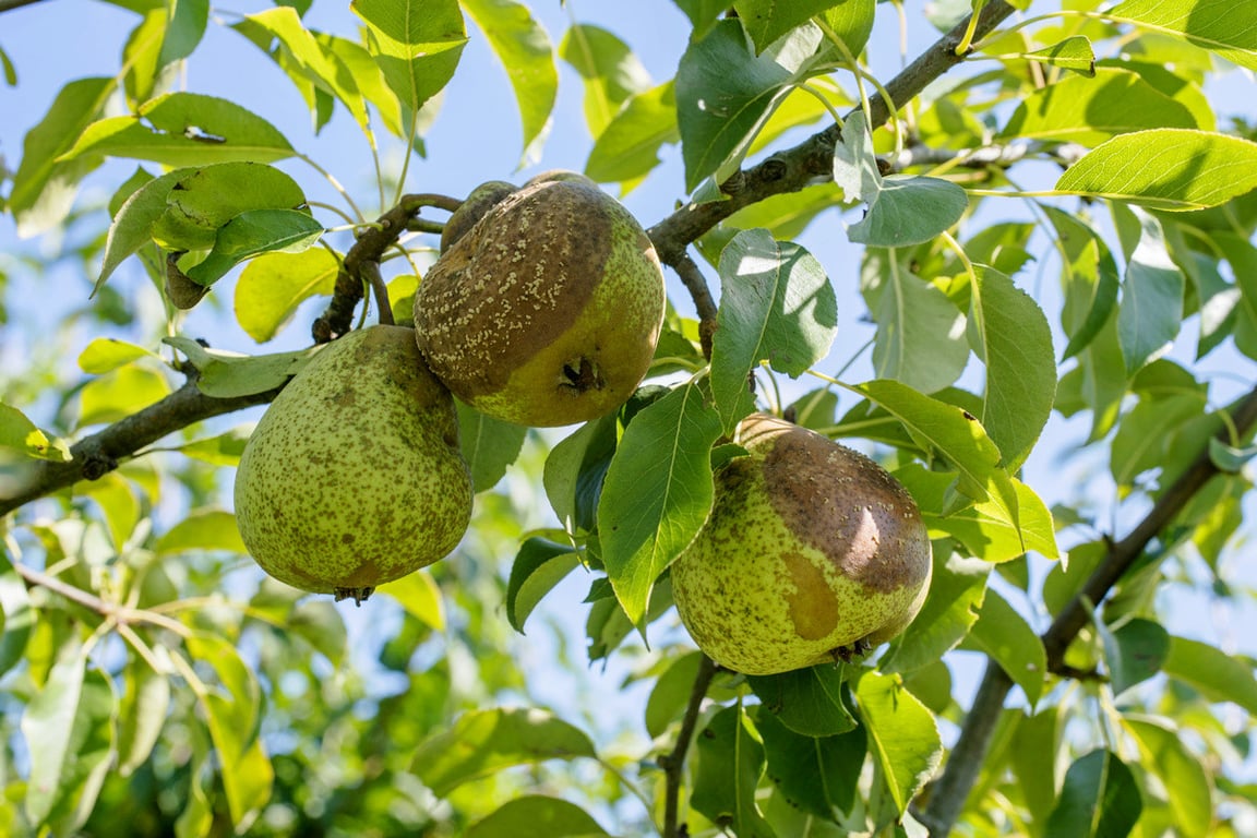 Почерневшие плоды на грушевом дереве