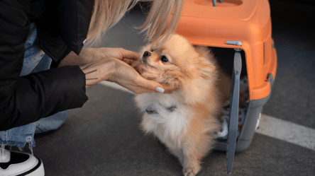 Авіакомпанія загубила песика туристки — що вирішив суд - 285x160