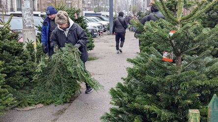 Сосна від 600 грн — що відбувається з цінами на ялинки в Києві - 285x160