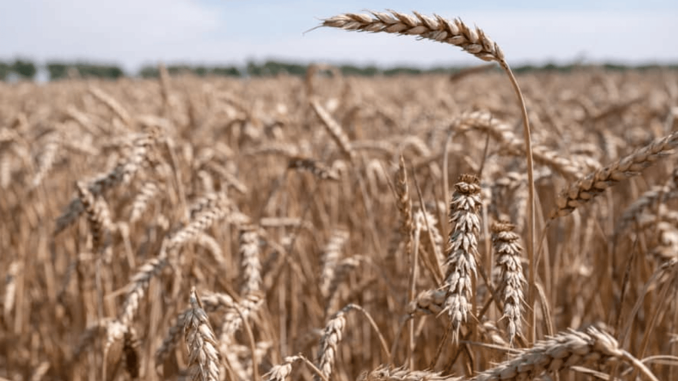 Фермери Одещини можуть отримати безплатно насіння ярої пшениці — які умови