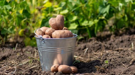 Сирий погріб більше не проблема — ці прийоми рятують картоплю - 285x160