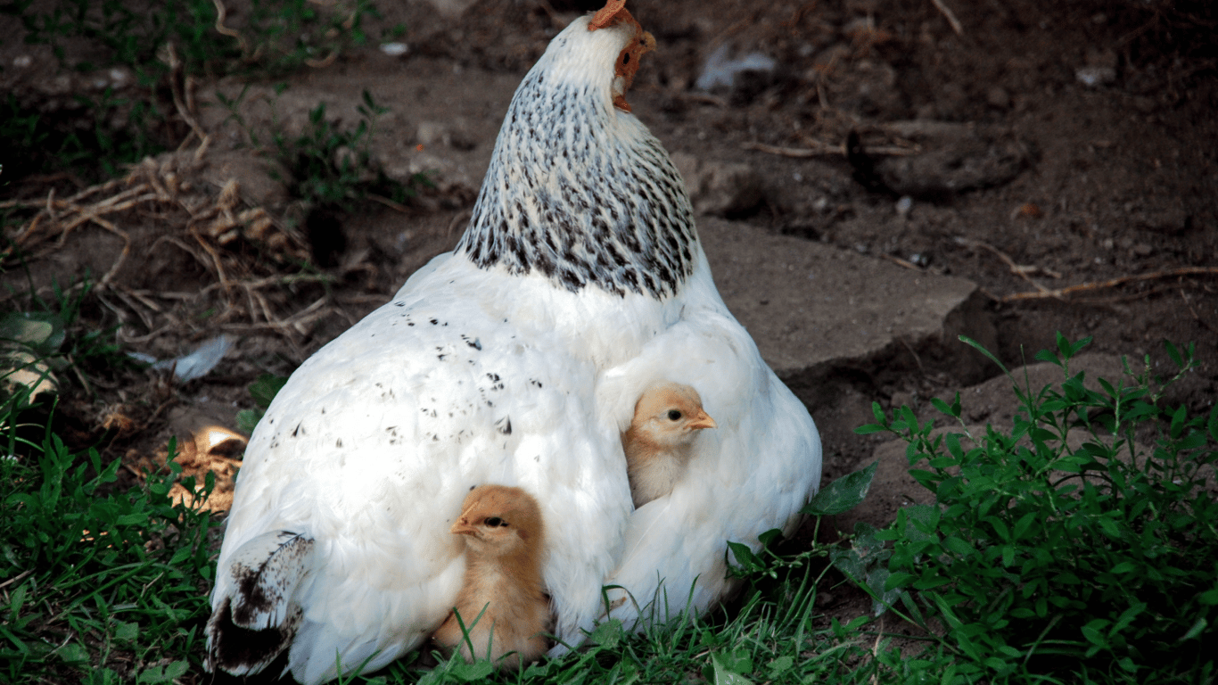 Квочка з курчатами у дворі.
