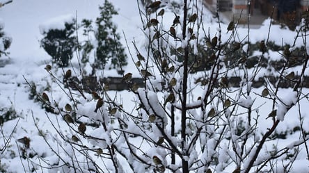 Простий трюк із дисками — як захистити город від птахів узимку - 285x160