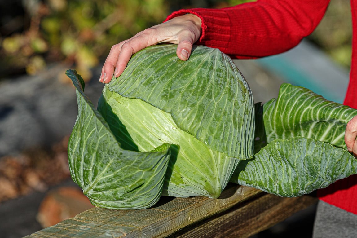 Как выбрать правильный момент для сбора урожая капусты.