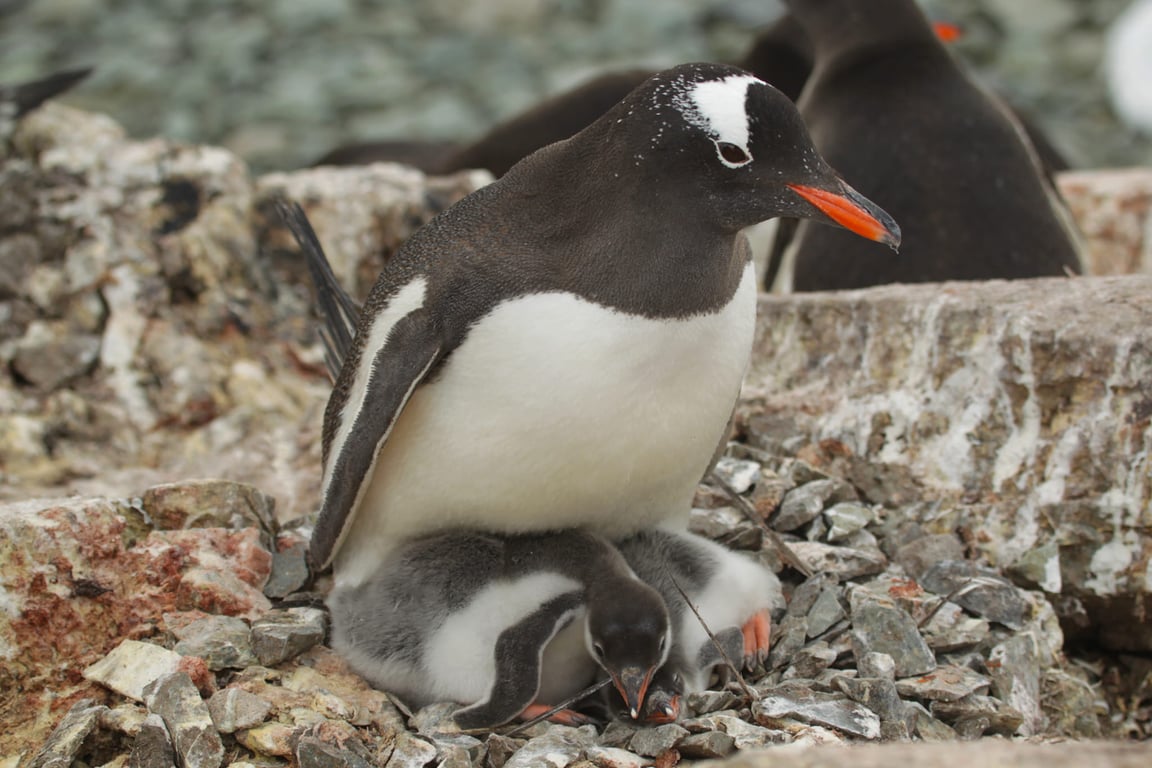 Пташенята у гнізді з дорослим пінгвіном