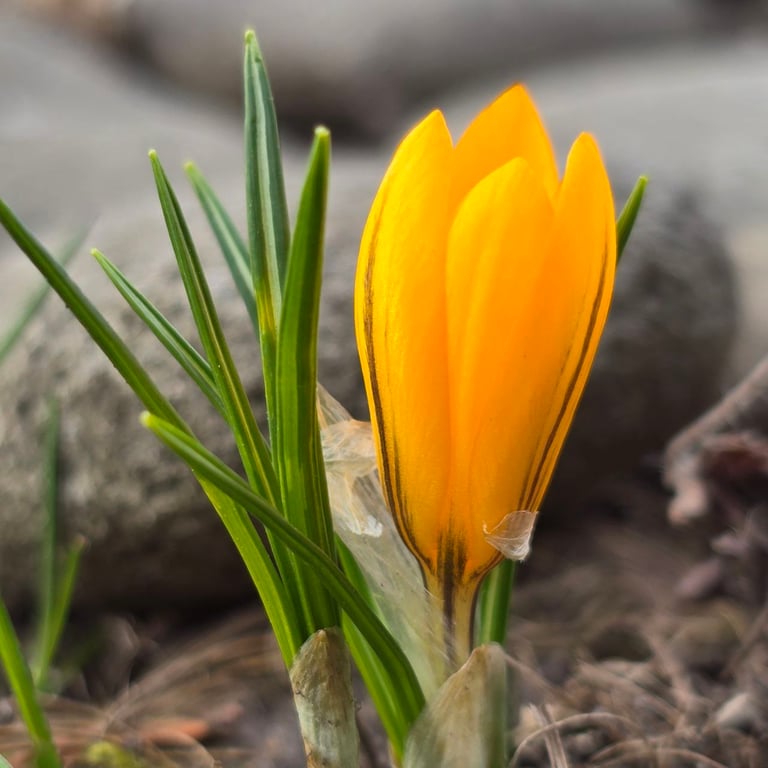 крокуси у Харкові