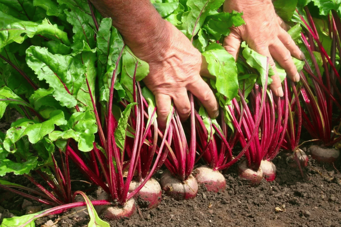 Урожай свеклы