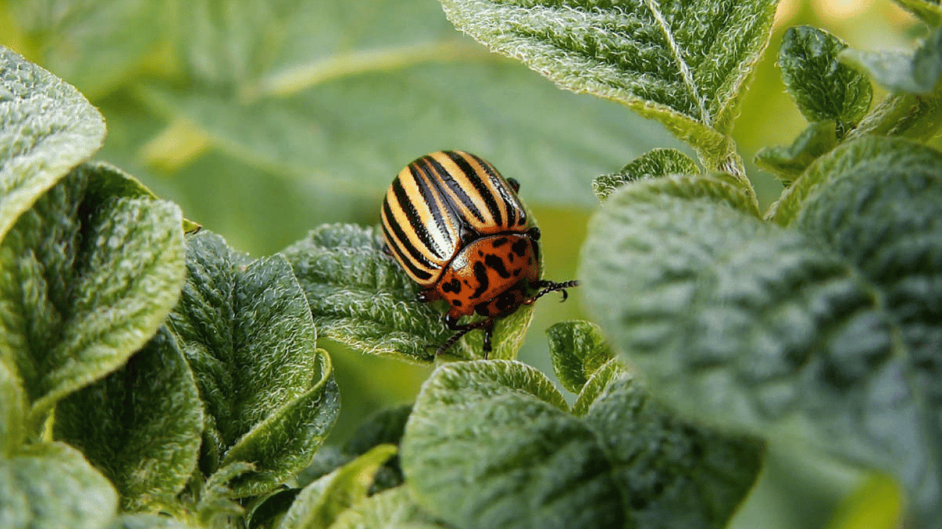 Як позбутися колорадського жука на городі — народні методи