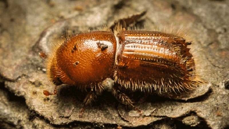 Жук-короед, способный уничтожить деревья