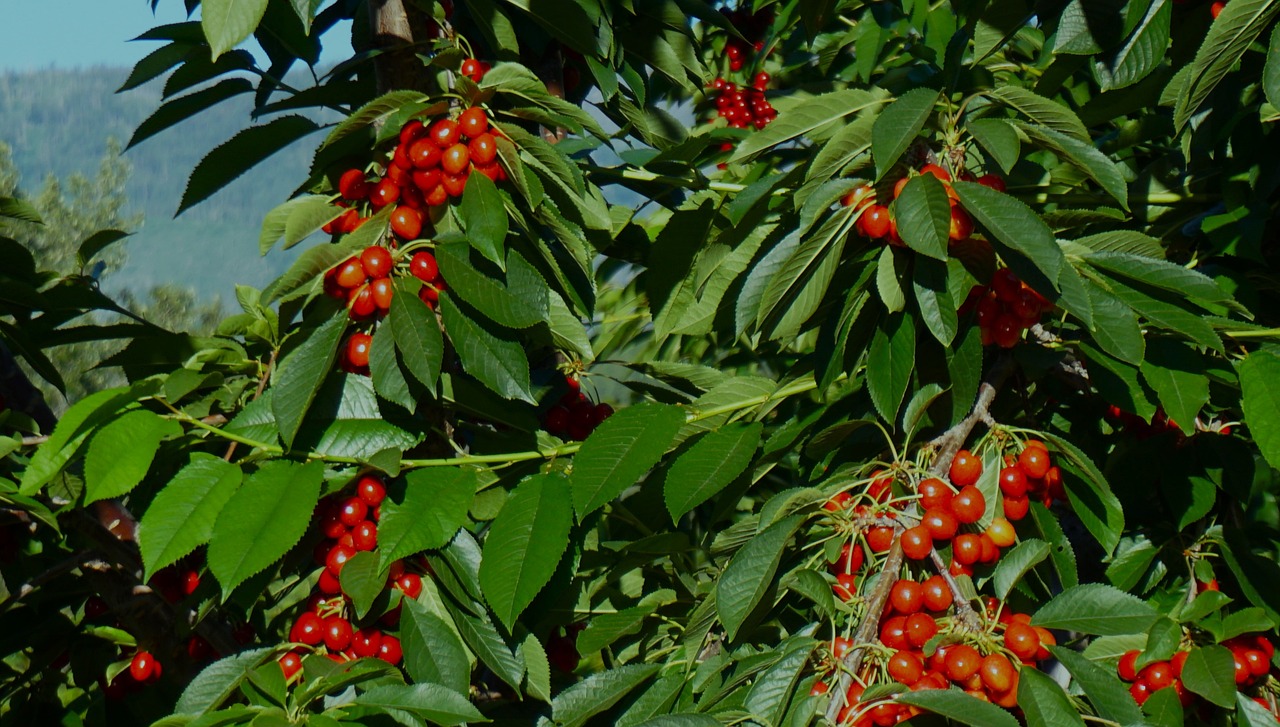 Врожай вишні на дереві.