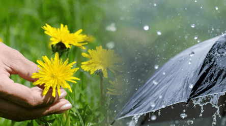 Это настоящие барометры — какие растения предсказывают дождь - 285x160