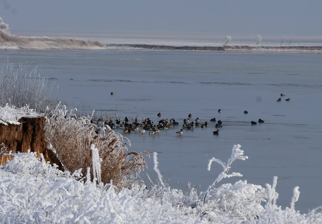 Птахи у воді