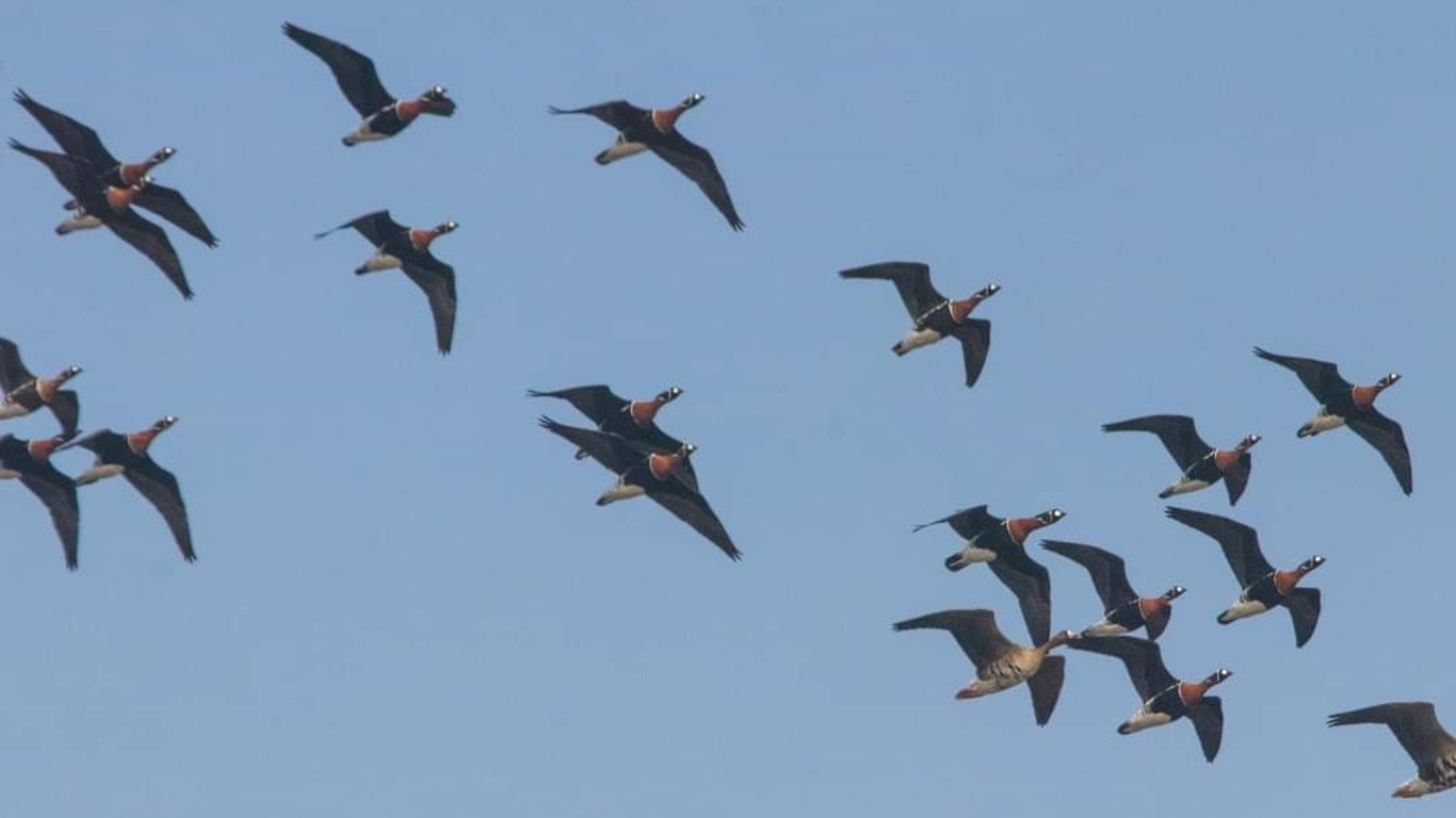 На зимівлю в Одеську область прилетіли рідкісні птахи