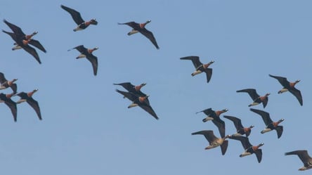 На зимівлю в Одеську область прилетіли рідкісні птахи - 285x160