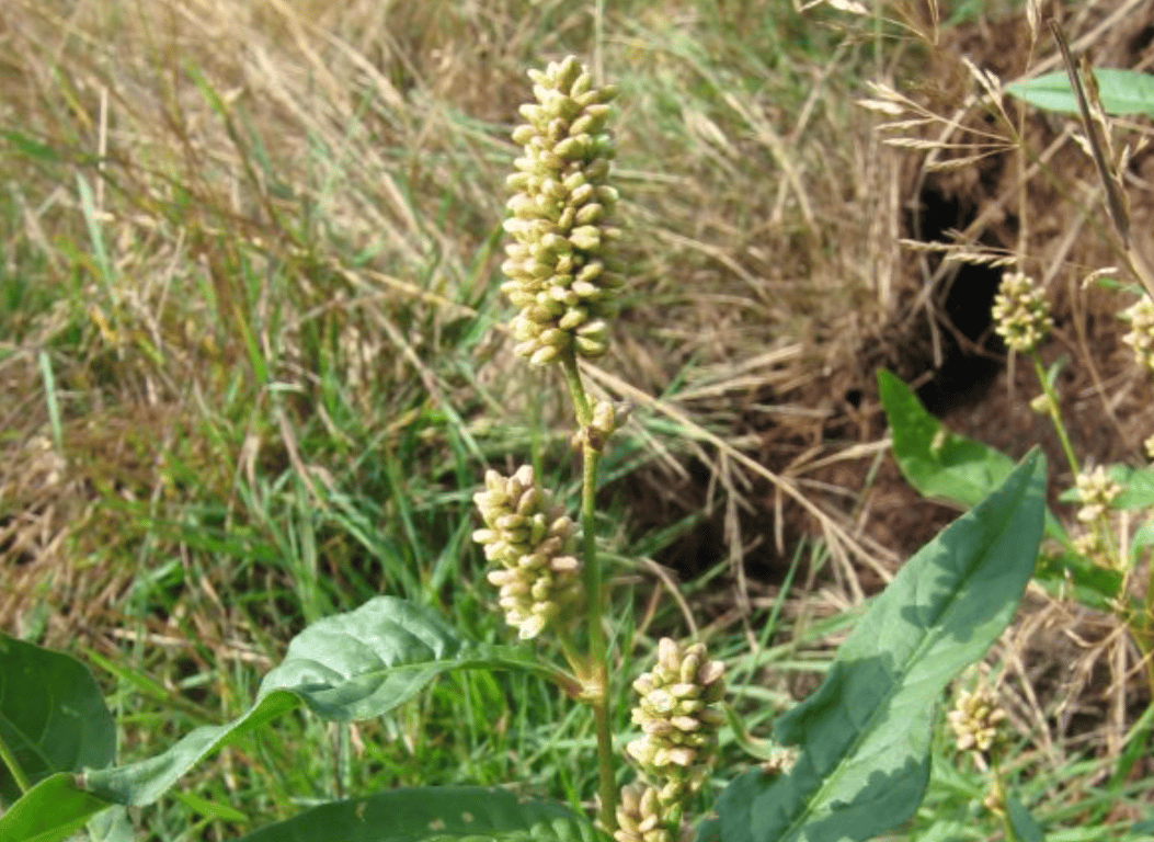 Горец шершавый