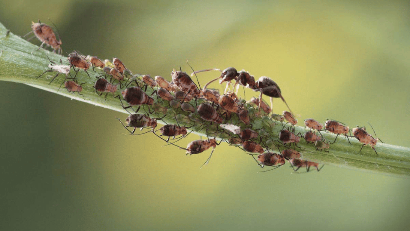 Как защитить деревья в саду от муравьев и тли — эффективный настой против вредителей