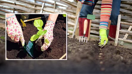 Ці овочі та зелень можна садити у відкритий ґрунт вже в лютому - 285x160