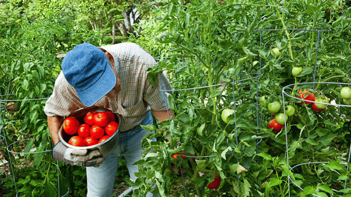 Що ні в якому разі не можна садити біля помідорів на городі — повний перелік рослин