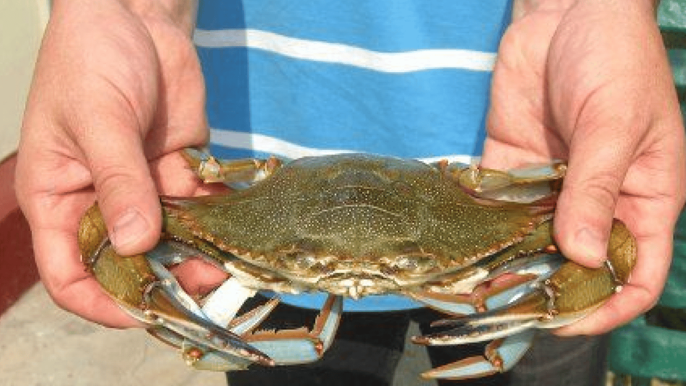 Блакитний краб 