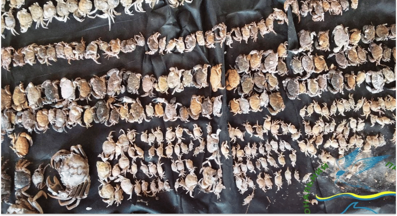 Блакитні краби на Одещині