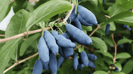 Эти сорта жимолости смакуют как десерт — урожая море - 285x160