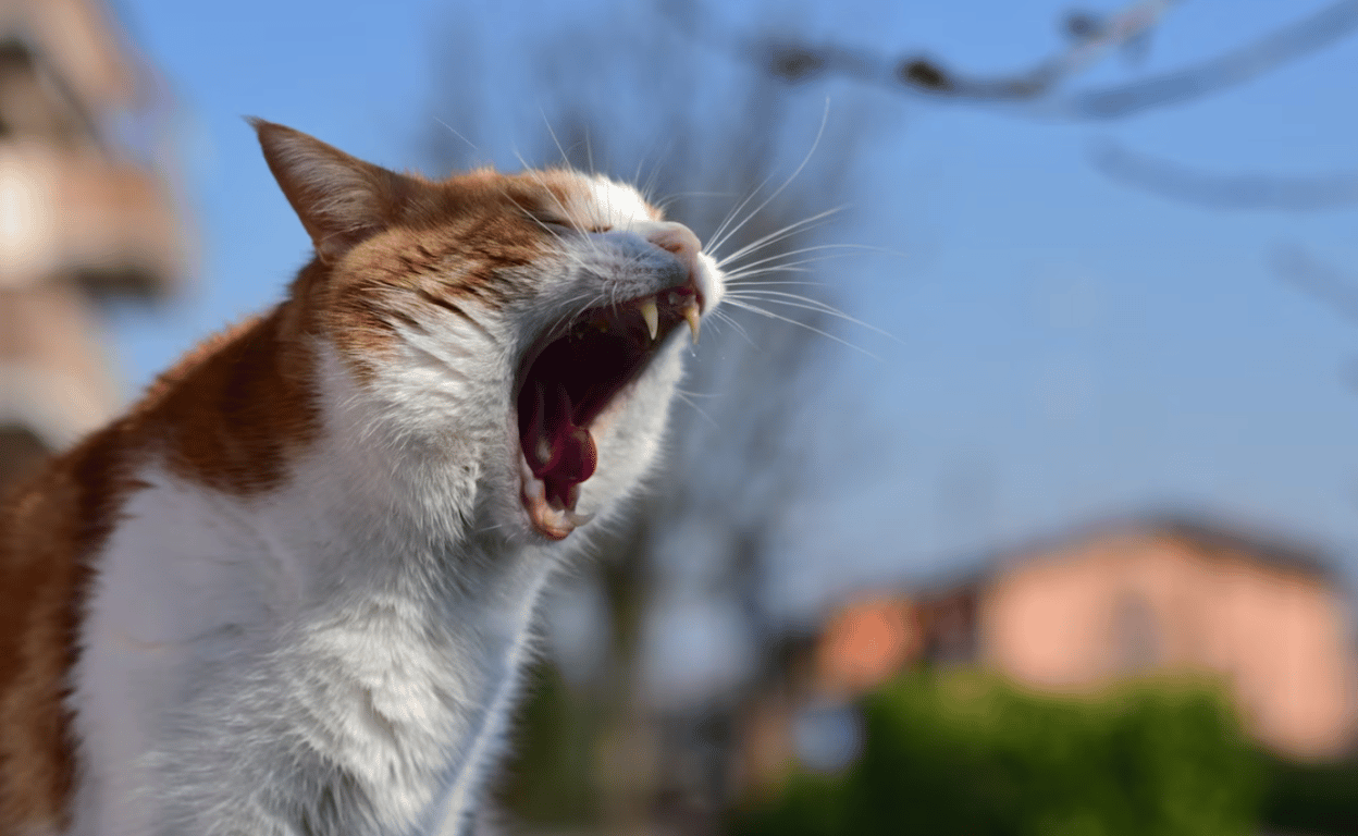 Кот, стоящий с открытым ртом на улице