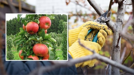 Как обрезать колоновидную яблоню весной: дерево будет щедро плодоносить - 285x160
