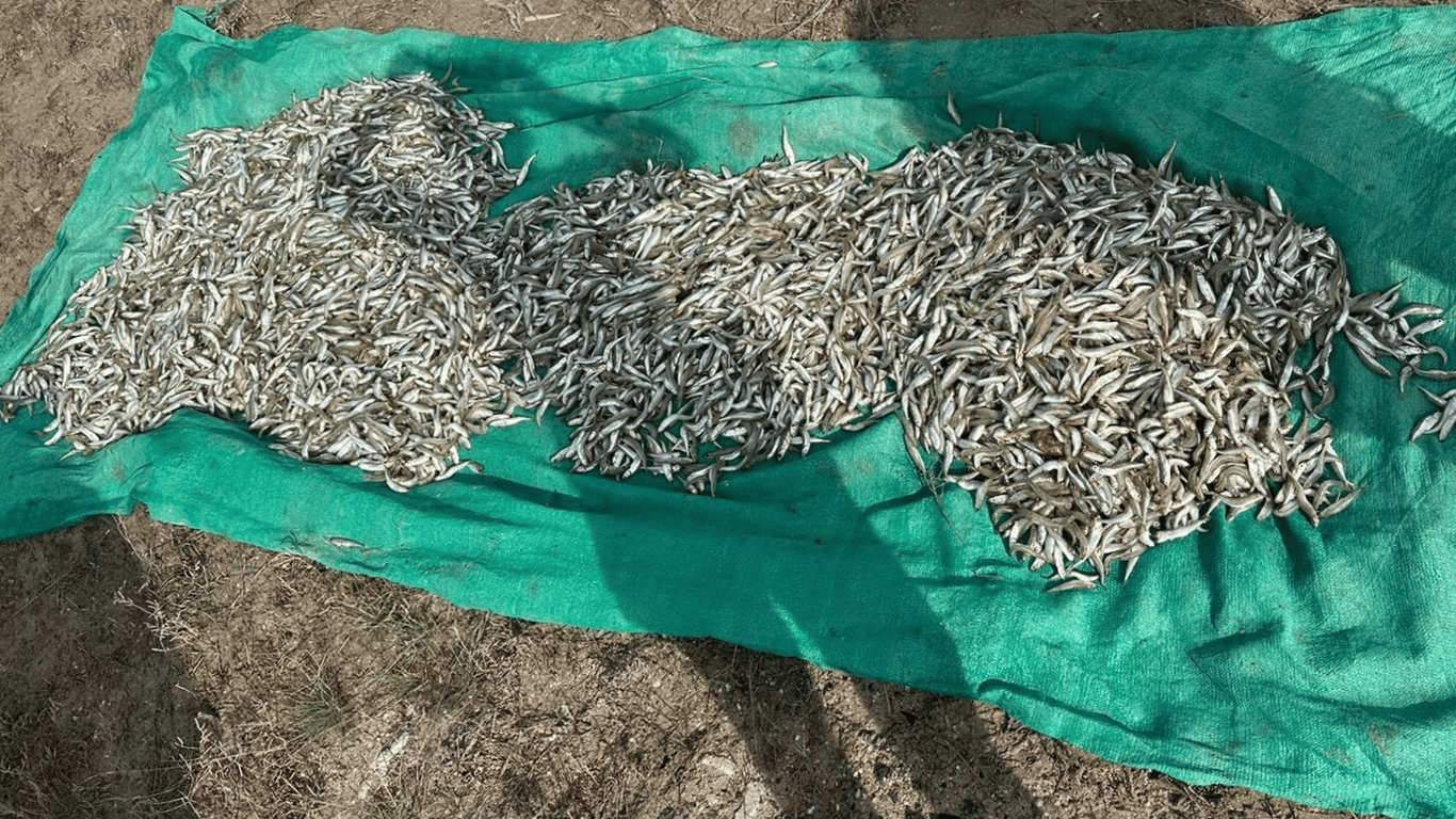 На Тилигульском лимане браконьер незаконно выловил более 10 000 рыб