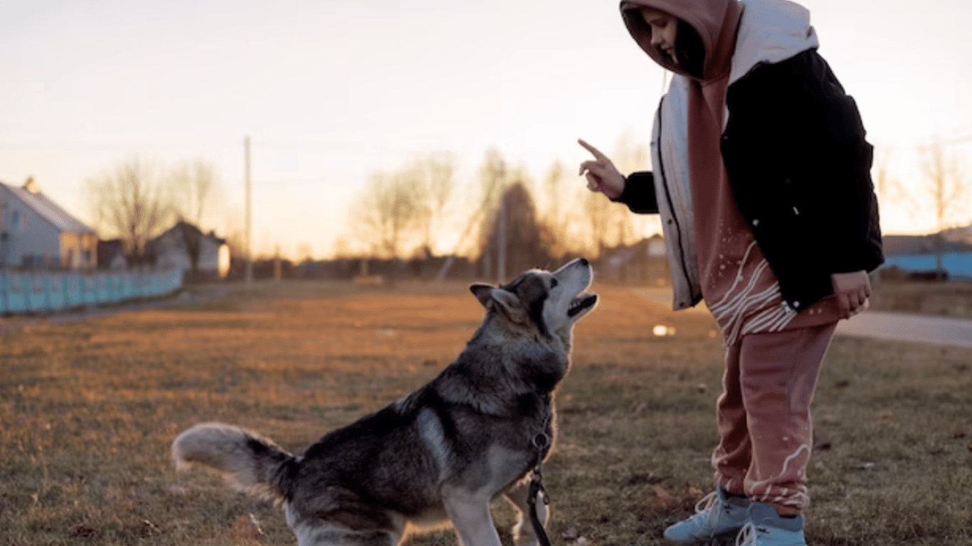 Что ни в коем случае нельзя делать во время воспитания собак — четыре грубых ошибки