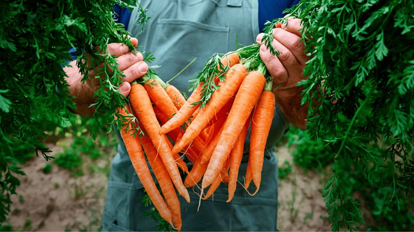 Як садити моркву під зиму — терміни, сорти та секрети великого врожаю
