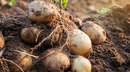 Худший урожай гарантирован — картофель, который нельзя сажать - 285x160