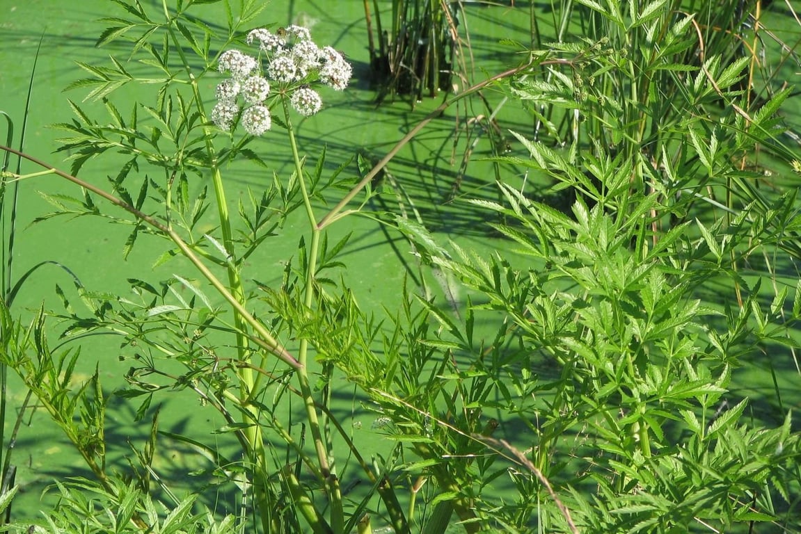 Квітуча трава-вбивця в Україні — що це за рослина