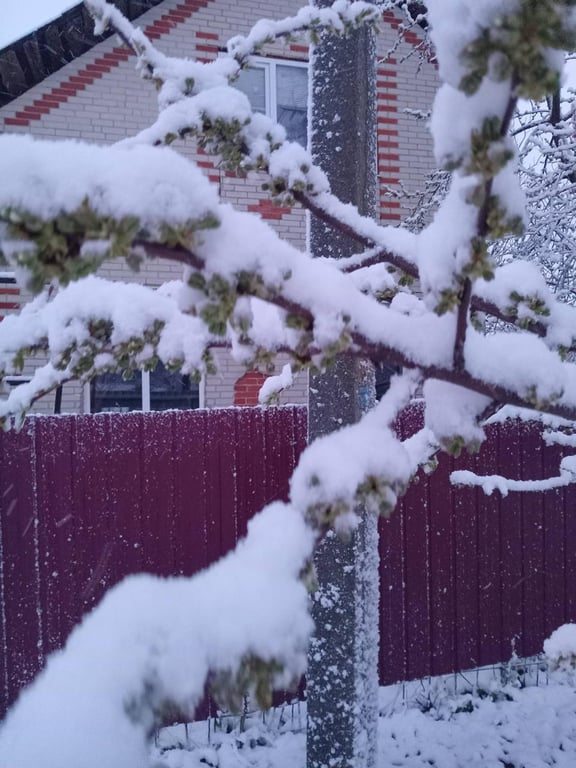 Сніг випав у квітні