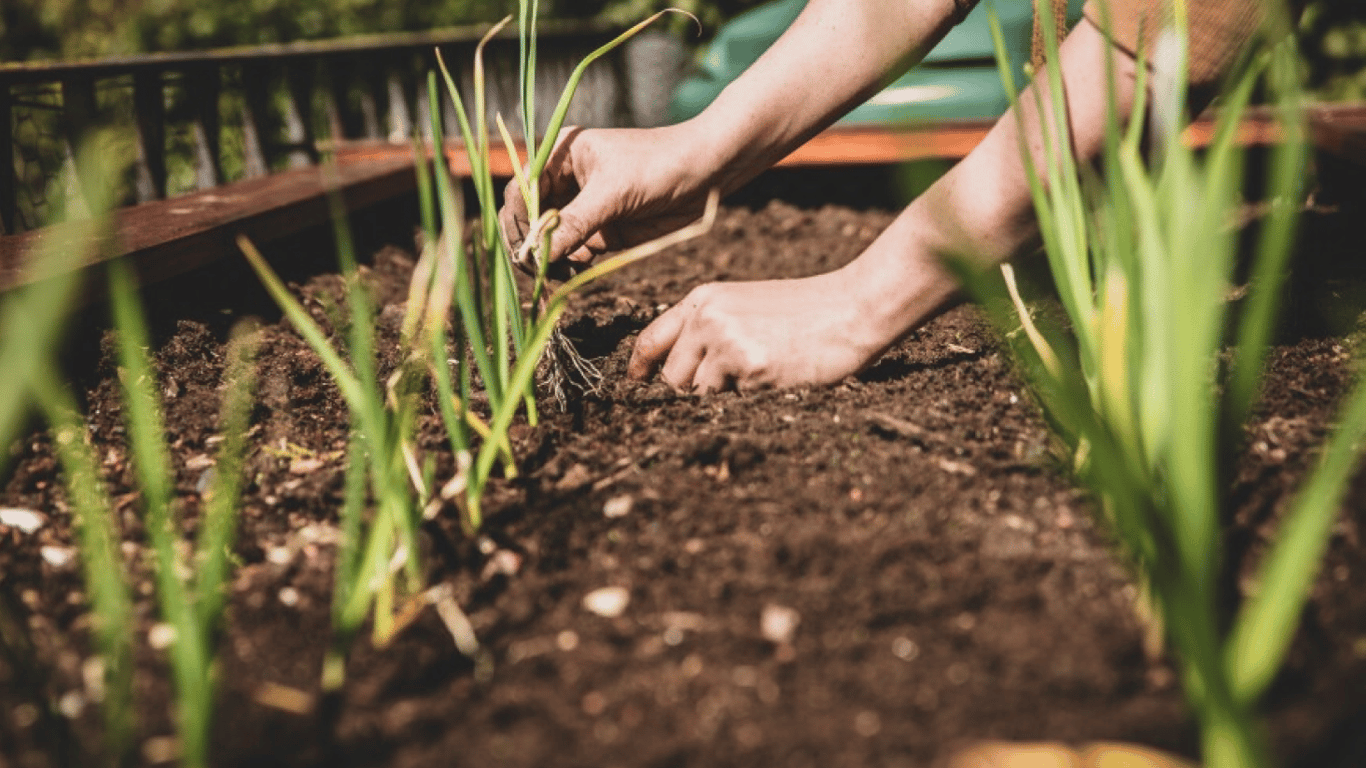 Чим підживити часник у липні — рецепт добрива для небувалого врожаю
