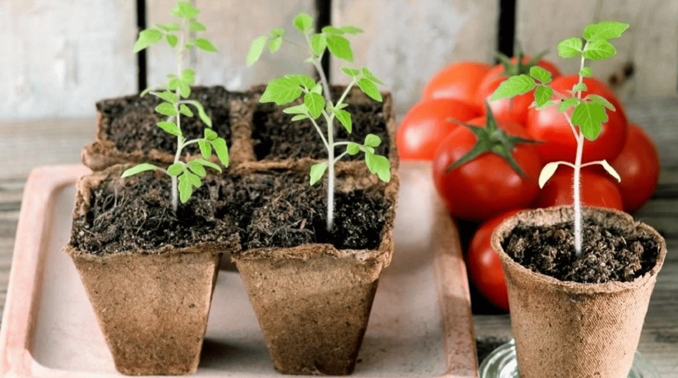 tomato seedlings
