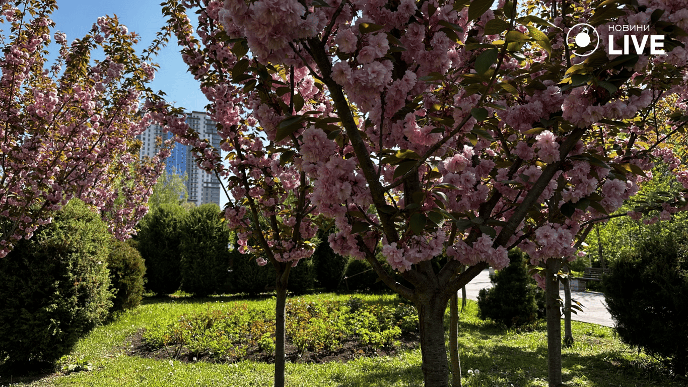 Алея сакури